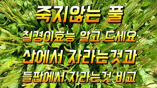 질경이효능 제대로 보실려면 어떻게 먹어야 되나