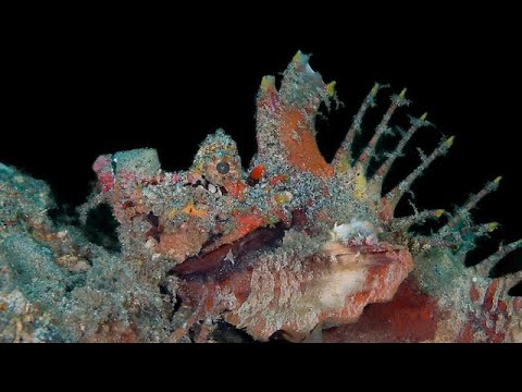 Lembeh Strait – Magic Macro Medley - scuba diving video