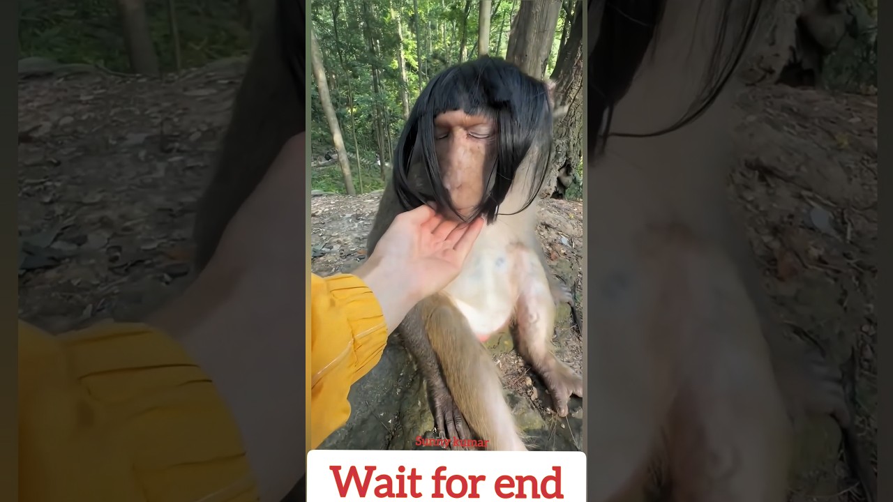 Monkey wearing a wig🐒🤣#monkeyshorts #funnymonkey #monkeylove #wildlife #animals