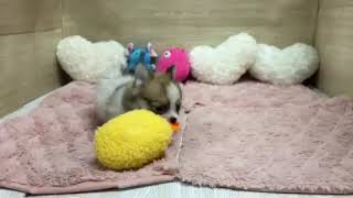 ハーフ犬の動画01