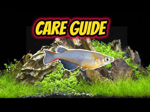 Oryzias Rice Fish Care Guide