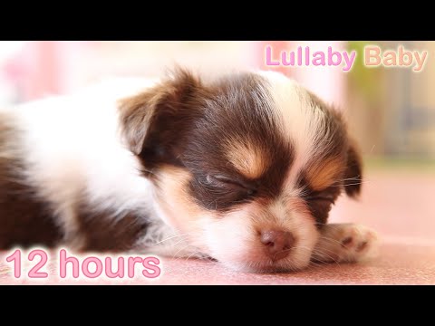 ☆ 12 HOURS ☆ Puppy Sleeping Music ♫ ☆ RELAXING MUSIC ☆ Sleep music for dogs ♫ Calm Dog