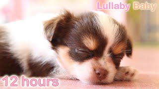 Download lagu ☆ 12 HOURS ☆ Puppy Sleeping Music ♫ ☆ RELAXING MUSIC ☆ Sleep music for dogs ♫ Calm Dog mp3