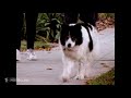 A Cat S Tale 2008 Cat Vs Dog Scene 4 10 Movieclips