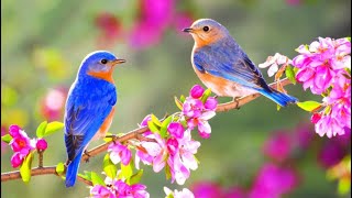 In The Garden (with lyrics) - Billy Dean &amp; Susan Ashton