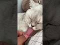 Cats Being Cats Funny Catvideos Catshorts Cat
