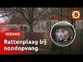 ONGEDIERTE en VERVUILD SANITAIR in noodopvang | Omroep Brabant