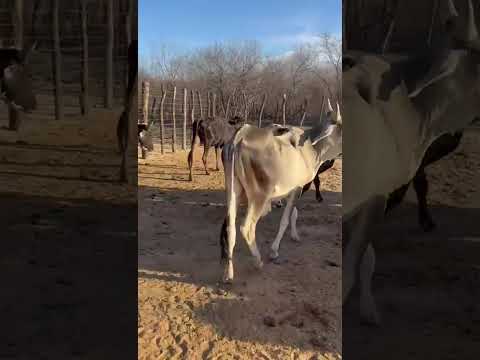 19 Animais: 2.000 reais cada em Santa Luzia/ Paraíba. Whatsapp 84 99810 2784*#gado #fazenda #vaca