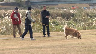 11月18日【びわ湖放送ニュース】訓練の成果を発揮　守山市で警察犬の選考審査会