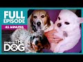 The Chunky Trio: Overweight Dogs Special | Full Episode | It's Me or the Dog