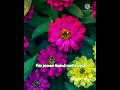 Kodi Aruvi Mehandi Circus Movie Sean Roldan Tamil Whatsapp Status Songs