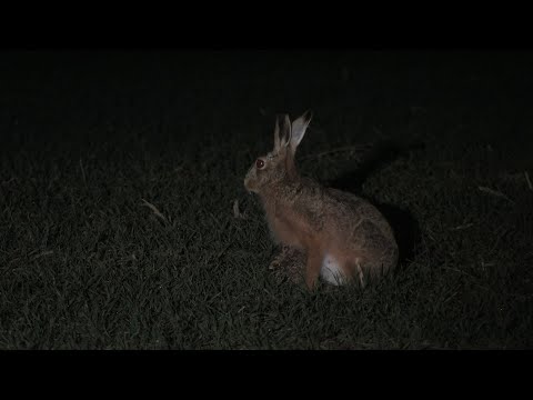Häsin säugt nachts ihr Junges - European hare suckles young