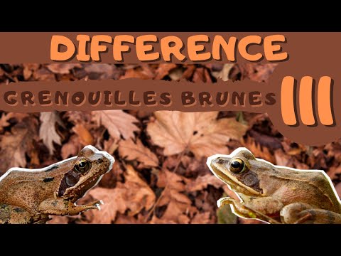 DIFFERENCE #3 - Grenouille Rousse & Grenouille Agile