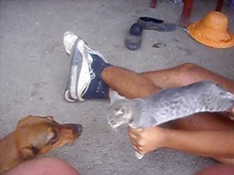 Marko feat. Nesha Kalasnjikov