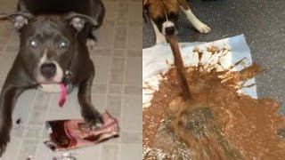 Here Is What Happens If a Dog Eat a Chocolate - Don't Give a Chocolate to Your Dogs