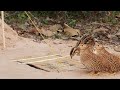 Unique Underground Quail Bird Trap How To Work 100