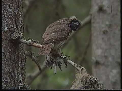 Mitt i naturen SVT 1998-04-15