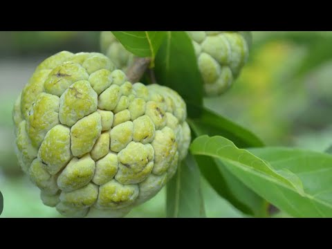 Sweet Apple | Custard Apple 🍏 | Shareefa Plant | Care and Info | Made By Plant Care with Sahar