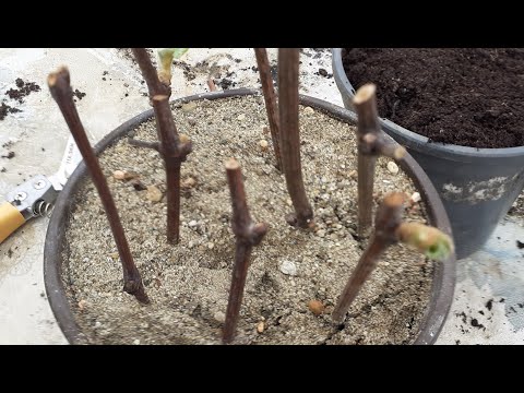 Kada je najbolji trenutak za proizvodnju sadnice grožđa reznicom