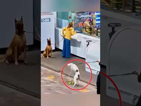 Este pasto belga es muy educado #dog #animals