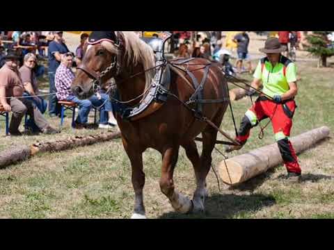 Holzrücken mit Pferden, waldschonend und nachhaltig - Die Fuhrhalterei