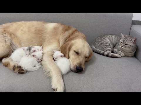 YouTube 썸네일