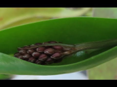 Harbor Freight Greenhouse - Nepenthes Update #12 - FLOWERING NEPENTHES