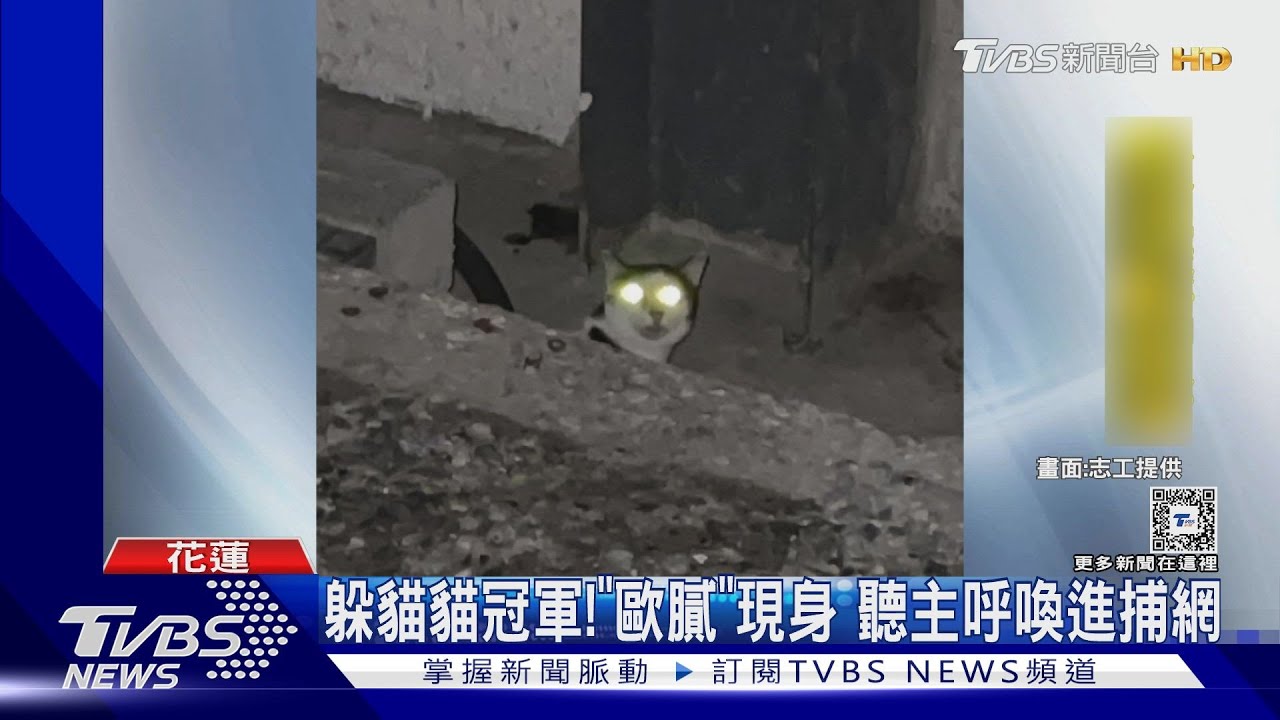 躲貓貓冠軍!「歐膩」現身 聽主呼喚進捕網