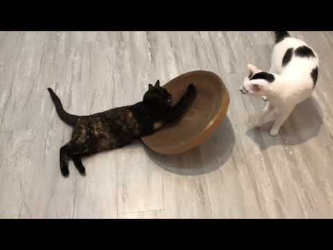 【蕉來媽】 搖搖盆 添加纈草粉