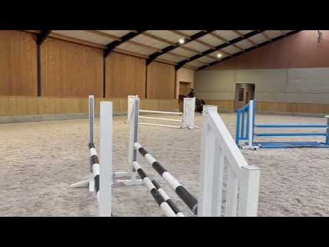 Diego vd zeshoek 3y old stallion by dominator, z approved