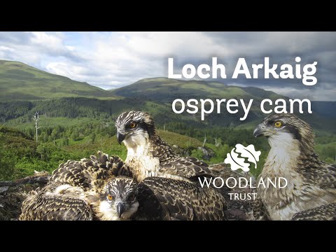Arkaig osprey chicks get a visit from a chaffinch - Loch Arkaig Osprey Cam (2020)