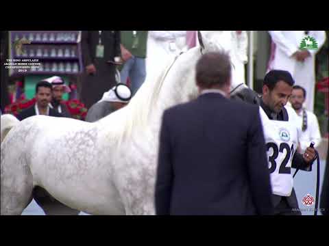 N 329 NESJEL AKEEM   KAAHC 2019   Stallions 4 6 Years Old Class 10A