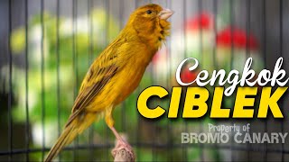 Download lagu Kenari Isian Ciblek || MASTERAN Kenari Paud Agar Cepet Bunyi Dan Gacor mp3 Download lagu Kenari Isian Ciblek || MASTERAN Kenari Paud Agar Cepet Bunyi Dan Gacor mp3