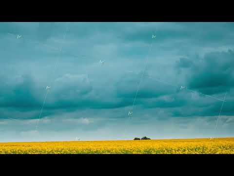 canola colza filed landscape Time Lapse, Timelapse, Time-lapse. 4K Agricultural And Weather Forecast