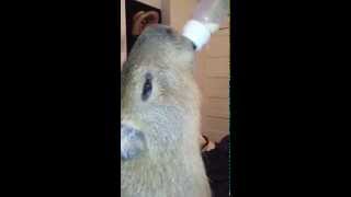 preview picture of video 'CAPYBARA CHICO is bottlefed'
