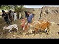 Hum Cow Le Rhy Hain
