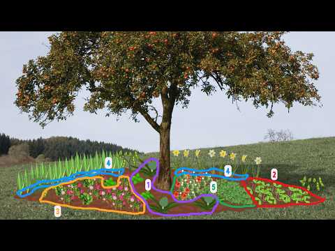The Apple Tree Guild - Planting tree rings CORRECTLY 🍎