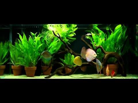 Discus in 75 gallon planted tank with Amazon Sword plants