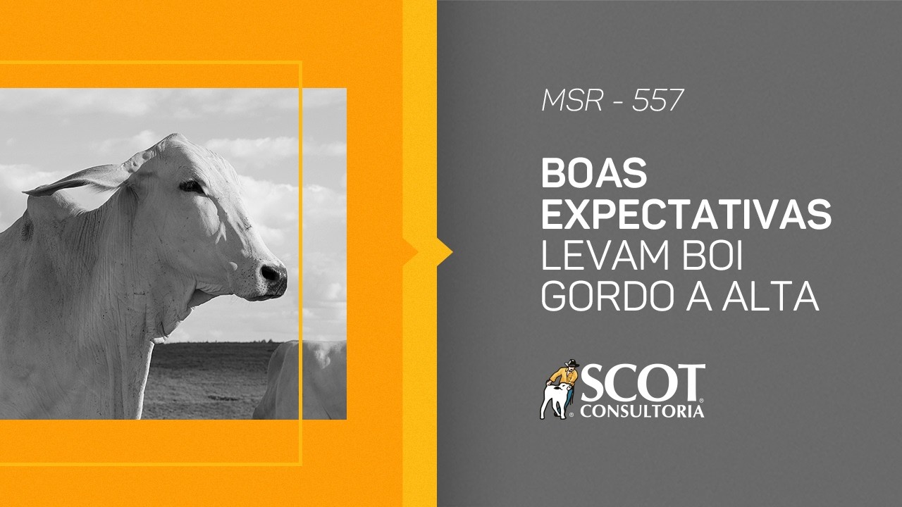 Mercado Sem Rodeios - Episódio 557 - Boas expectativas levam boi gordo a alta