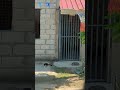 Tuxedo And Grey Tabby Cat Sleeping Catvideos Catsruleeverythingaroundme