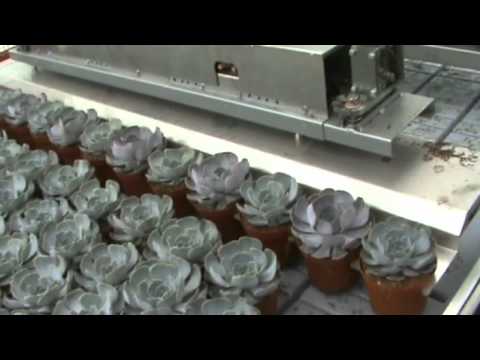 Robot horticole Linea Recta - Javo - Haute précision et vitesse pour pots ronds_4