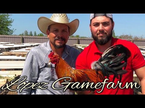 McLean hatch Rounhead Kelso - LOPEZ FARM - California