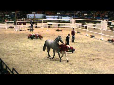 Clarissimo Z (Clarimo)