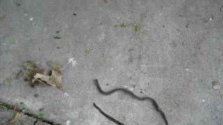 preview picture of video 'God Damn Cobra Kang Snake(probably the most dangerous thing ever)'