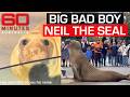 Neil the Seal is misunderstood. Here’s why | 60 Minutes Australia
