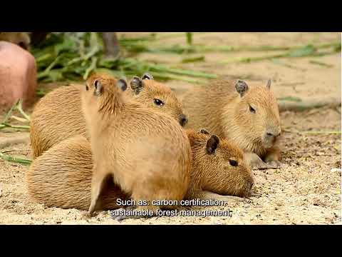 ONF Brasil - Fazenda São Nicolau - Cotriguaçu - MT