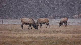 preview picture of video 'Elk in Arkansas'