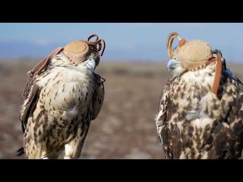 نادي الصقور السعودي يطلق عددا من الصقور في كازاخستان 