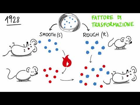 Il fattore di trasformazione di Griffith