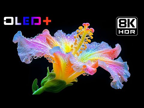 BEST OF OLED - Colorful Floral Beauty in 8K HDR | Dolby Vision™